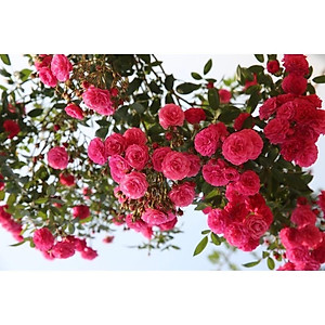 CHẾ PHẨM SINH HỌC REBIO - RENO 500ml Chuyên cải tạo đất, thay thế phân hữu cơ, vô cơ, trị vàng lá thối rễ