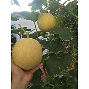 Combo 6 gói hạt giống dưa hấu dưa lưới các loại - tặng 1 gói phân bón