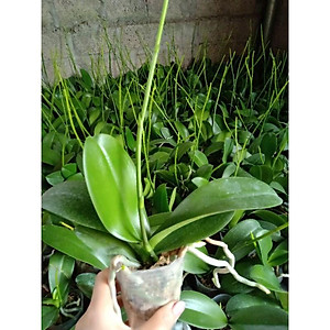 HOA LAN HỒ ĐIỆP ĐẠI ĐÃ CÓ NGỒNG