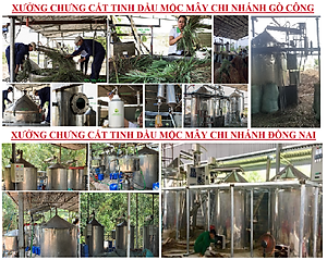 Tinh dầu Đinh hương nguyên chất từ thiên nhiên - Mộc Mây