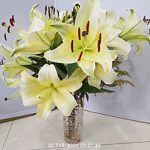 Set 50 gói Bột Dung Dịch Dưỡng Hoa LILY Longlife Nhập khẩu Israel giúp hoa Lily tươi lâu gấp 2 lần, cánh hoa đậm màu và 14 ngày không thay nước cắm hoa (1 gói 5gr pha được 0.5 lít nước) 