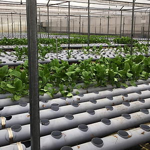 MIẾNG DÁN VÀNG BẪY CÔN TRÙNG NHẬP KHẨU ISRAEL DÙNG TRONG NÔNG NGHIỆP SẠCH NHƯ RAU THỦY CANH, RAU KHÍ CANH VÀ NÔNG NGHIỆP SẠCH (SET 20 ME2T DÀI). Kích thước ngang 0.18M x Dài 20M trải nghiệm