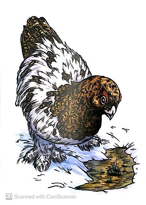 Sách Chuyện Kể Về Trăm Loài Chim