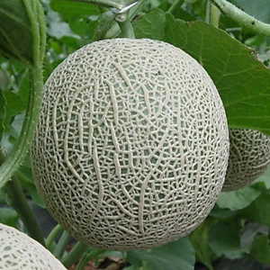 Hạt giống dưa lưới