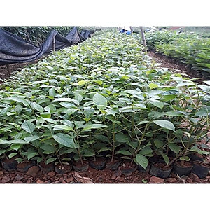 Cây Kèn Hồng - cây cảnh vườn + tặng phân bón cho cây