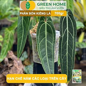 Phân Bón Cây Kiểng Lá Greenhome, Bao 700gr, Trầu Bà Monstera, Cây Nội Thất, Giúp Đâm Chồi Mạnh, Rễ Khoẻ, Lá To