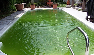 Đèn UV hồ cá diệt khuẩn, diệt tảo, rêu trong 7 ngày công suất 20W, 30W, 40W, 60W cao cấp cho hồ cá lớn, bể cá ngoài trời