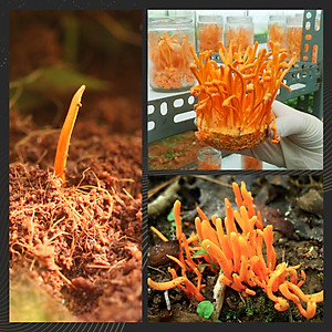 Đông trùng hạ thảo bán tự nhiên Dược Quý Đường hộp 20g - Hỗ trợ bổ phế, ích can thận, bồi bổ cơ thể