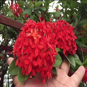 Mẫu Đơn Mỹ Đỏ - cây bông trang mỹ + tặng phân bón cho cây