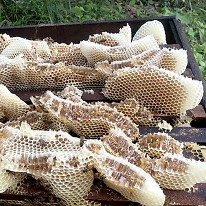 Nến Sáp Ong 79 Giờ Kèm Dĩa Gỗ Dừa 10cm : Khử Mùi Hôi Phòng, Làm Sạch Không Khí, Thơm Nhẹ Mùi Mật Ong - HÀNG CHÍNH HÃNG