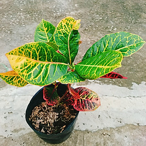 Cây Lá Màu Coton - cây cảnh để bàn + Tặng phân bón cho cây