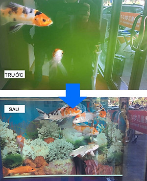 Đèn UV hồ cá diệt khuẩn, diệt tảo, rêu trong 7 ngày công suất 20W, 30W, 40W, 60W cao cấp cho hồ cá lớn, bể cá ngoài trời