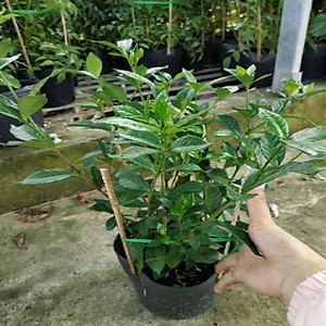 Cây Lài Tiểu Thư hoa thơm + tặng phân bón cho cây