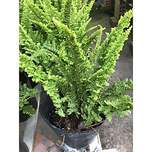 Cây Dương Xỉ Thái - Cây cảnh để trong nhà + Tặng phân bón cho cây