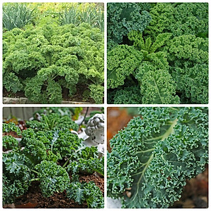 Hạt giống cải xoăn xanh - cải Kale giống khỏe - tỉ lệ nảy mầm cao VTS28