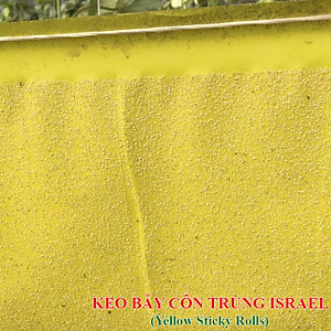 Keo Bẫy Bọ Phấn Trắng Israel Gây Hại Dưa Lưới (cuộn 20 mét) và bẫy các loại côn trùng trong nông nghiệp khác 