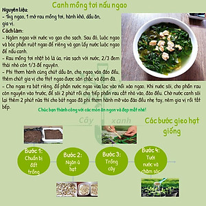 Hạt Giống Mồng Tơi Cao Sản Mồng Tơi Lá To Dễ Trồng,Giàu Dinh Dưỡng - Phú Nông Seeds 15Gr