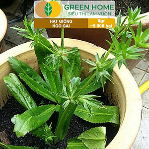 Hạt Giống Ngò Gai Greenhome, Gói 5gr~5000 hạt, Mùi Tàu, Dễ Trồng Quanh Năm, Nảy Mầm Cao, Thu Hoạch Nhanh, Năng Suất Cao G08