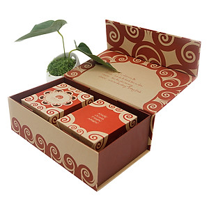 HỘP NẤM LINH CHI AN BÌNH