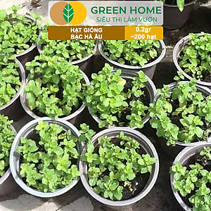 Hạt Giống Bạc Hà Âu Greenhome, Gói 0,1gr, Húng Lũi Dễ Trồng Quanh Năm, Nảy Mầm Cao, Thu Hoạch Nhanh, Năng Suất Cao G02