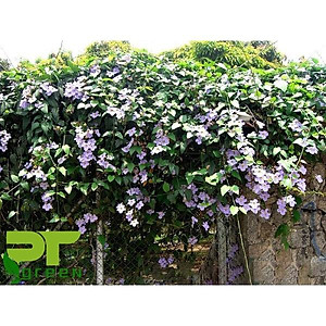 Cây Hoa Cát Đằng (dây leo) - cây cảnh vườn + tặng phân bón cho cây