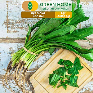 Hạt Giống Ngò Gai Greenhome, Gói 5gr~5000 hạt, Mùi Tàu, Dễ Trồng Quanh Năm, Nảy Mầm Cao, Thu Hoạch Nhanh, Năng Suất Cao G08