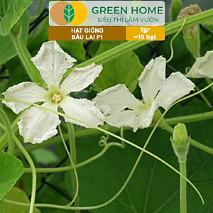 Hạt Giống Bầu Lai Greenhome, Gói 1gr~10 hạt, Dễ Trồng Quanh Năm, Nảy Mầm Cao, Thu Hoạch Nhanh, Năng Suất Cao T09