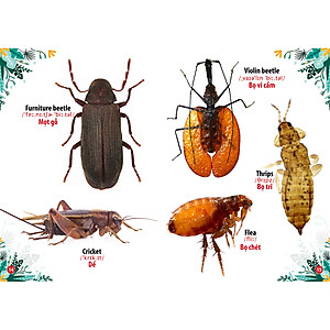 Từ Điển - Thư Viện Hình Ảnh Song Ngữ Đầu Tiên Của Bé - Côn Trùng  Và bò sát