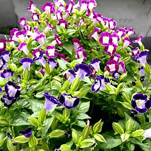 Hạt giống Hoa Tô Liên - hoa mắt nai nhiều màu VTS175