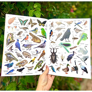 Sách Dán hình nhận biết động vật - Chim và côn trùng