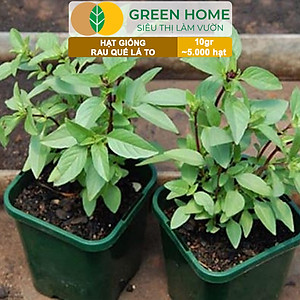 Hạt Giống Rau Quế Greenhome, Gói 10gr~5000 hạt, Húng Quế, Dễ Trồng Quanh Năm, Nảy Mầm Cao, Thu Hoạch Nhanh, Năng Suất Cao G07