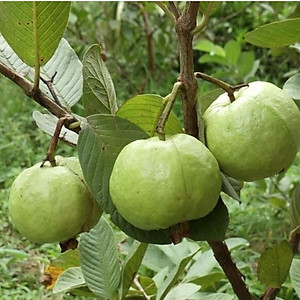 CÂY ỔI RUBY RUỘT ĐỎ KHÔNG HẠT - cây ăn quả + Tặng phân bón cho cây