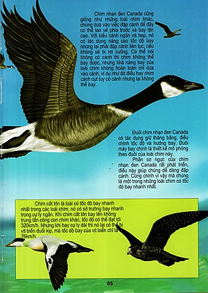 Sách Thế Giới Động Vật Kì Thú - Thế Giới Loài Chim