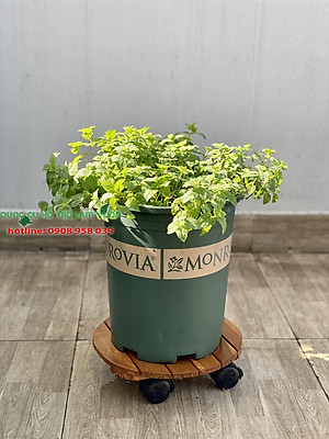 HẠT GIỐNG BẠC HÀ ÂU PHÚ NÔNG