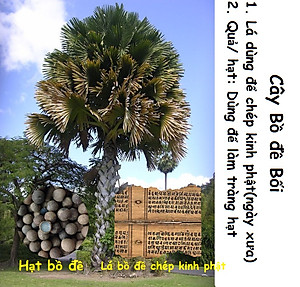 Vòng tay phong thủy bạch ngọc bồ đề làm từ hạt bồ đề Nepal, hộ mệnh trừ tà giúp tài lộc, kèm túi nhung cung hỷ