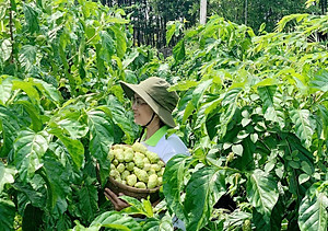 Nước cốt trái nhàu SK Noni Juice Premium 375ml