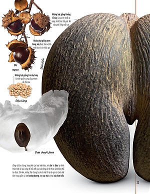 Bách Khoa Thư Về Thế Giới Thực Vật - Cây, Lá, Hoa Và Hạt