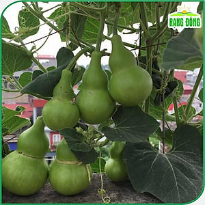 Hạt giống Bầu Hồ Lô - Hạt giống Rạng Đông
