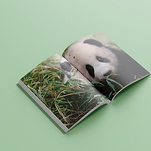 Sách Nhật Ký Hạnh Phúc Của Công Chúa Fubao - Tái Bản