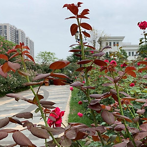 Chế phẩm     Chuyên ủ phân cá, đậu tương, dịch chuối làm phân bón cho hoa, cây trồng..