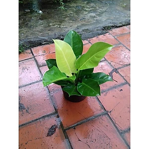 Trầu bà đế vương vàng mini