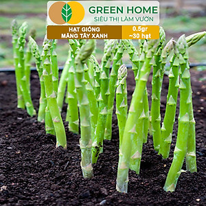 Hạt Giống Măng Tây Xanh Greenhome, Gói 0.5g~30 hạt, Dễ Trồng Quanh Năm, Nảy Mầm Cao, Thu Hoạch Nhanh, Năng Suất Cao T19