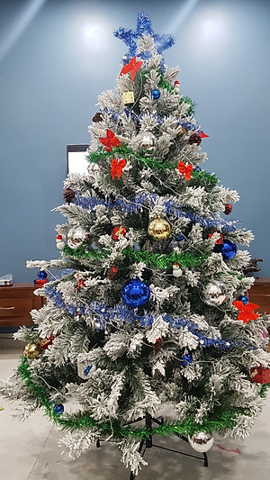 Cây thông noel phủ tuyết cao 1m8 - Cây loại 3 lá dày tán rộng