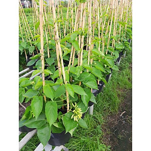 Dây Thiên Lý .... siêu hoa... thơm nứt mũi - cây cảnh vườn