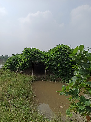 Bột sắn dây Ông Hòa 650gr