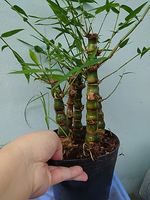 Cây Trúc Quan Âm - Trúc Phật Bà - Cây trúc đùi gà - cây tre đùi ếch