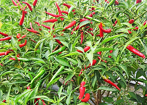 Hạt giống Ớt chỉ thiên siêu cay PN-400 (100mg) 