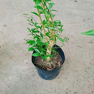 Cây Mai Chiếu Thủy - cây cảnh bonsai