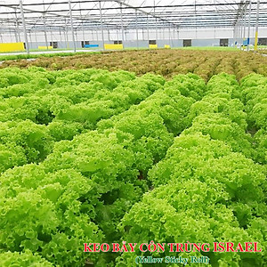 Set 10 Mét Bẫy ruồi đục trái và bẫy côn trùng bay khác bằng Keo Vàng Sinh học Nông Nghiệp nhập khẩu Israel (Sticky Yellow Roll) 2 mặt keo dính chịu mưa nắng và nước tưới