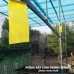 50 Miếng Dính Vàng Côn Trùng nhập khẩu Israel (Sticky Yellow Rol ngang 18cm x 22cm, 2 mặt keo) là keo dính sinh học màu vàng dùng bẫy hiệu quả Ruồi các loại, Bọ Phấn, Bọ Trĩ, Bướm và côn trùng khác…